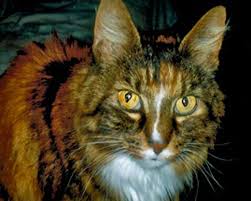 Cats are masters at hiding their pain, so any signs of problems might go unnoticed until they become too pronounced to ignore. Hyperthyroidism And Chronic Renal Failure In Older Cats
