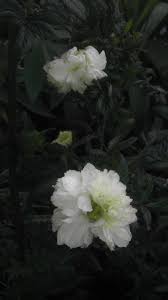 Image result for Rubus rosifolius