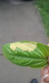 The positive effects of basil leaves tend to heighten when used in combination with other equally beneficial natural ingredients. Basil Orange Yellow Balls On Basil Are They Harmful