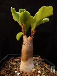 Image result for Cyphostemma quinatum