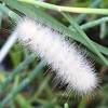 Its handsome, hairy caterpillar is equally distinctive, if less colourful. 1