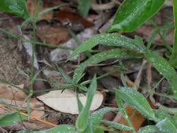 Image result for Kohautia