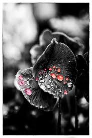Black And White Picture With One Color Photoshop Colored Rain On A Black And White Flower Color Splash Photography Black And White Pictures Color Splash