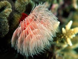 Check spelling or type a new query. Vermes An Overview Of Worms In The Reef Aquarium
