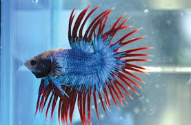 With an average of 40 international shows each year, the ibc has the most robust showing calendar in the betta world. Betta World Cup 2015 Animal Scene Magazine