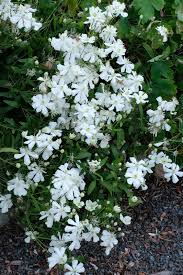 Image result for Clematis villosa