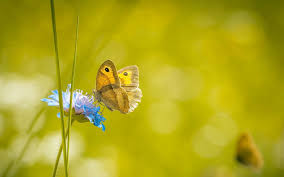 Insectes Des Scientifiques Alertent Sur Leur Extinction Insectes Biodiversite Les Invertebres