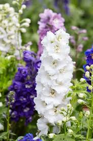 Check spelling or type a new query. 30 Flowers That Bloom In Summer Annuals And Perennials For Late Summer