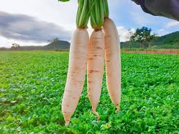 Củ cải đường có phải là củ cải trắng không