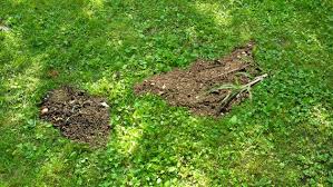 Die löcher im rucola werden tatsächlich meistens durch die sogenannten erdflöhe verursacht. Was Hilft Gegen Lucken Im Rasen Ndr De Ratgeber Garten