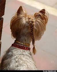 Photos Fun Une Jolie Tresse Sur Un Chien Chien Yorkshire Yorkshire Terrier Chien Fou