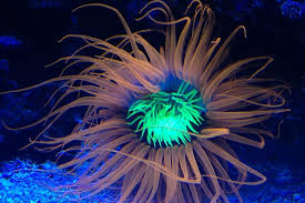 We did not find results for: Exotic Saltwater Fish