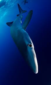 Blue Shark Kopekbaliklari Kopek Resimler