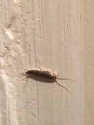 Identification Resolu Insecte Rampant Non Identifie