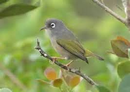 Pin On Birds Of Mauritius