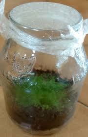 Image result for Asplenium rutifolium