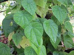 We did not find results for: 1 Rare Plant Natural Jelly Vine SÆ°Æ¡ng Sam Long Rung Vietnam Cyclea Barbata 39 99 Picclick