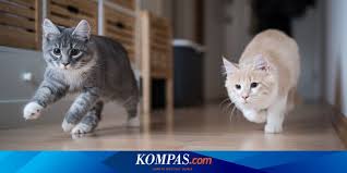 Check spelling or type a new query. Lirik Lagu Kucingku Belang Tiga Ciptaan Pak Kasur