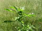 Image result for Amaranthus praetermissus