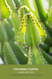 Image result for Euphorbia cooperi