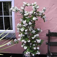 Image result for Deutzia x hybrida ′Mont Rose