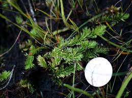 Image result for Lycopodiella caroliniana