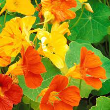 Australia has been isolated for thousands of years and thus plants have been able to develop independently to suit the often harsh natural flowers are produced in dense spikes at the end of the branches. 7 Edible Flowers You Your Veggie Patch Will Love The Healthy Patch