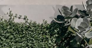 Pin On Landscape Projects