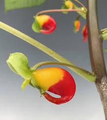 Image result for Impatiens niamniamensis