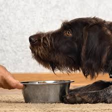 Erin nissen, founder of durango animal connection, shares her experience with young vegan rescue puppies. Pet Food Is An Environmental Disaster Are Vegan Dogs The Answer Vegetarianism The Guardian