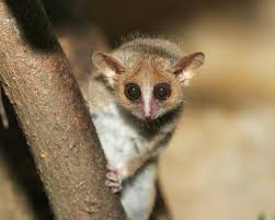 The finding was presented august 10, 2005, along with the discovery of the northern giant mouse lemur (mirza zaza) as a. Gray Mouse Lemur Facts Diet Habitat Pictures On Animalia Bio