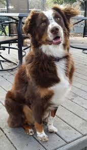 Border Collie Australian Shepherd Mix Black And Brown Imgur Australian Shepherd Dogs Aussie Dogs Red Tri Australian Shepherd