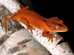 Also, crested gecko morphs for sale have become one of the coolest parts of the hobby, producing some amazing crested gecko color morphs. Crested Gecko Morphs Wiki Reptiles Amino