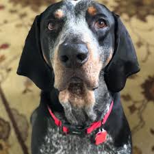 Coondawgs.com, coonhound breeders / kennels, coonhounds, coon dog, bluetick, black and tan, english, plotts, redbones, treeing walkers, canine american english coonhound breed standard: Hunting Bluetick Coonhounds