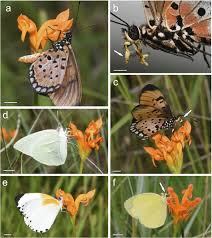 Image result for Habenaria clavata