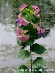 Image result for Karomia tettensis