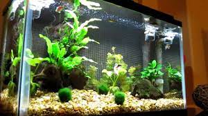 Then, fill the tank with room temperature water. 10 Gallon Freshwater Aquarium With Live Plants Youtube