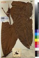 Image result for Gilbertiodendron dewevrei