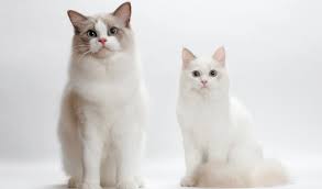 230 amazing, fun and adorable ragdoll cat names! Ragdoll Cat Breed Information