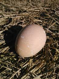 Jun 24, 2021 · ways to incubate eggs. How To Hatch Chicken Eggs Even Without Incubators