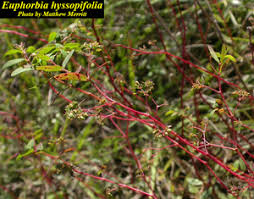 Image result for Euphorbia hyssopifolia