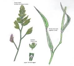Maybe you would like to learn more about one of these? Grasses Grass Is All The Same Isn T It Acer Ecology