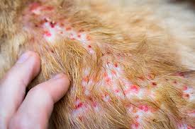 Flea allergy dermatitis (fad) is one of the most common skin conditions found in dogs and cats. Dermatitis In Dogs And Cats Allergy Treatment Symptoms