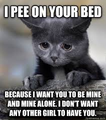 Image result for cat pissing on bed