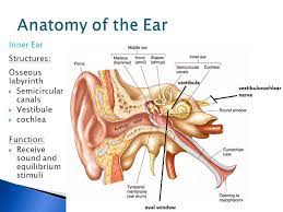 Hence we understood the ear structure anatomy and its functions. Ear Structure Function Ppt Video Online Download