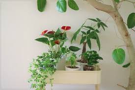 恋愛運アップ 風水に良い観葉植物10選 Lovegreen ラブグリーン