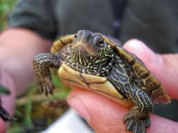 What are the best birds to have as pets? Pet Turtles For Kids Should You Get One Pethelpful By Fellow Animal Lovers And Experts