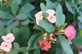 Send lasting smiles with a plant gift that will grow and flourish from 1800flowers®. Crown Of Thorns Euphorbia Milii Pink Flowers Stock Image Image Of Houseplant Gardening 165174279