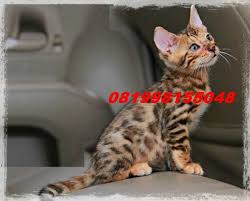 Kucing bengal adalah salah satu kucing hutan yang unik, seperti macan. Terjual Anakan Kucing Bengal Asli Kaskus