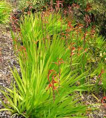 Image result for Maranthes floribunda